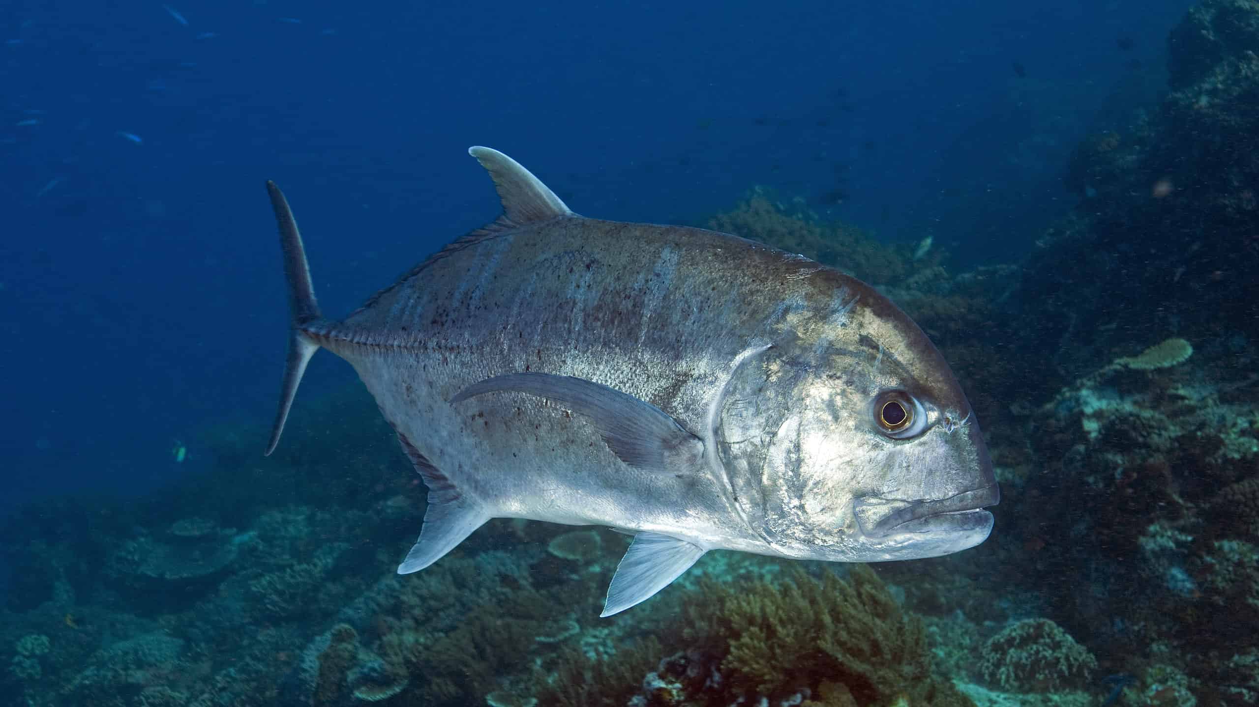Giant Trevally (GT)