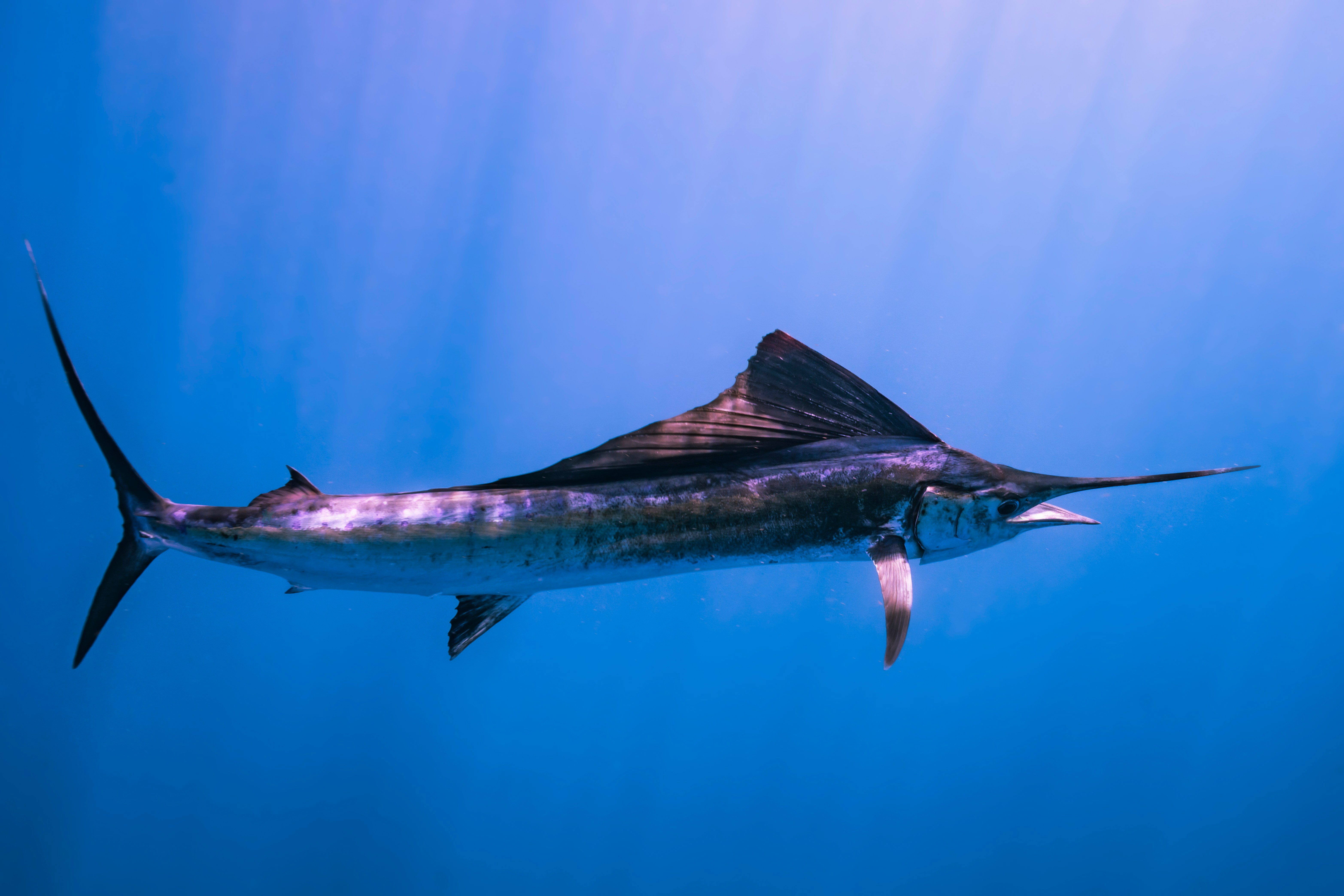 Sailfish & Marlin