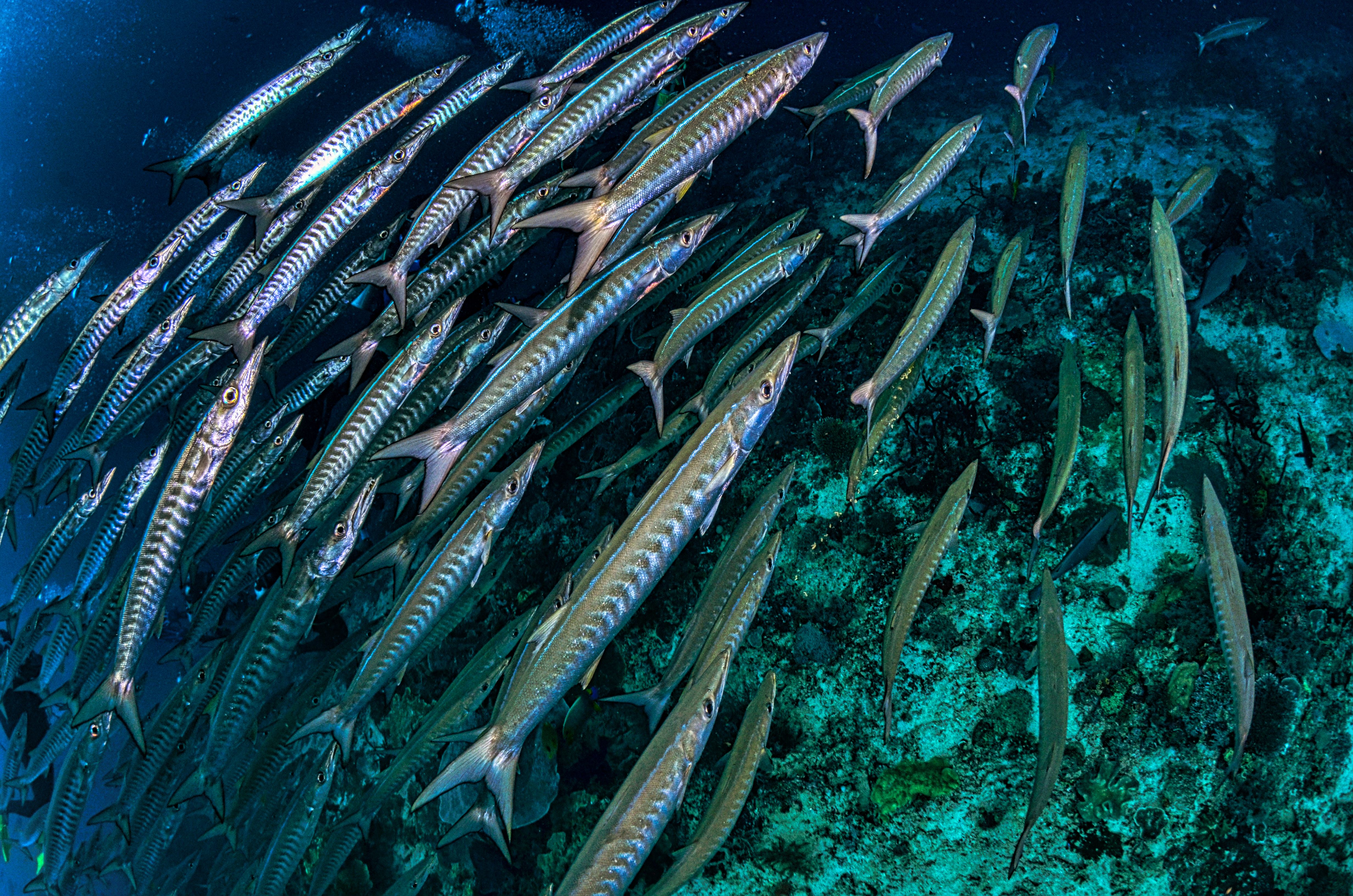 Wahoo & Dogtooth Tuna